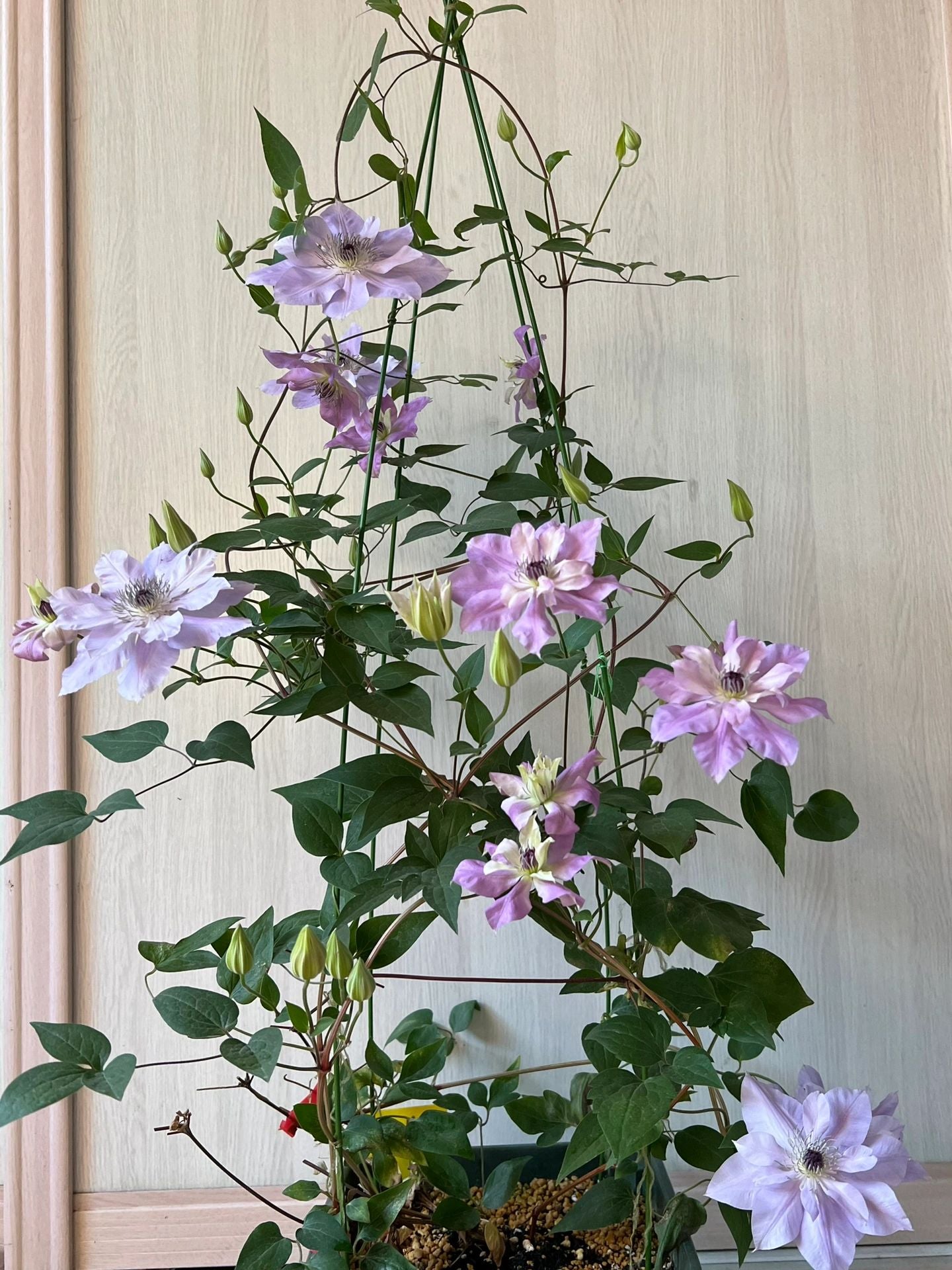 Clematis 'Reflections' / 倒影