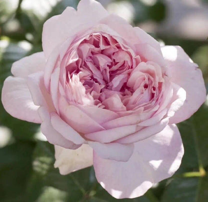 Rose ‘Mauritia|  シェ一ンハイト ’ 远古大陆- Award-Winning New Variety 2022