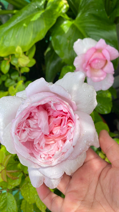 Rose ‘Mauritia|  シェ一ンハイト ’ 远古大陆- Award-Winning New Variety 2022
