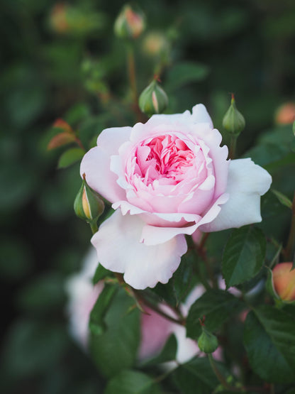 Rose ‘Mauritia|  シェ一ンハイト ’ 远古大陆- Award-Winning New Variety 2022