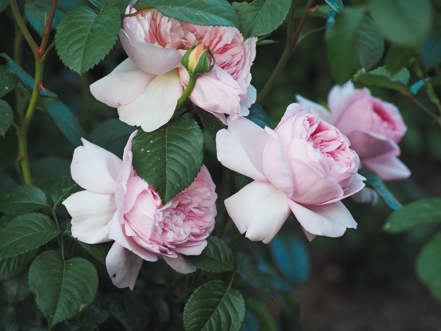 Rose ‘Mauritia|  シェ一ンハイト ’ 远古大陆- Award-Winning New Variety 2022