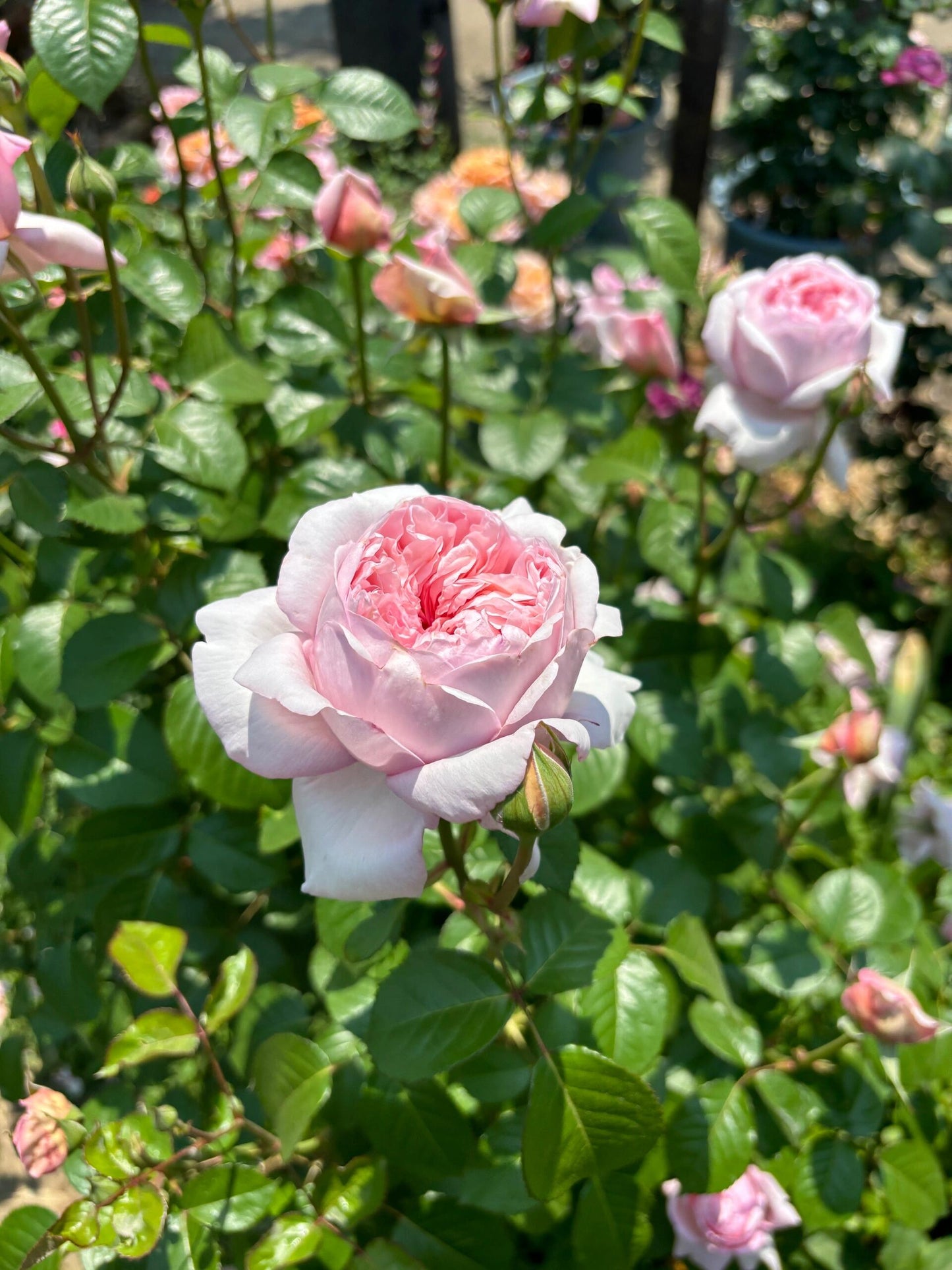 Rose ‘Mauritia|  シェ一ンハイト ’ 远古大陆- Award-Winning New Variety 2022