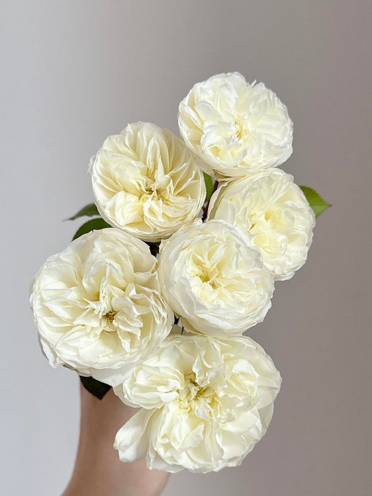 Rare Rose ’Trinity |トリニティ‘’ - New variety 2021 三位一体