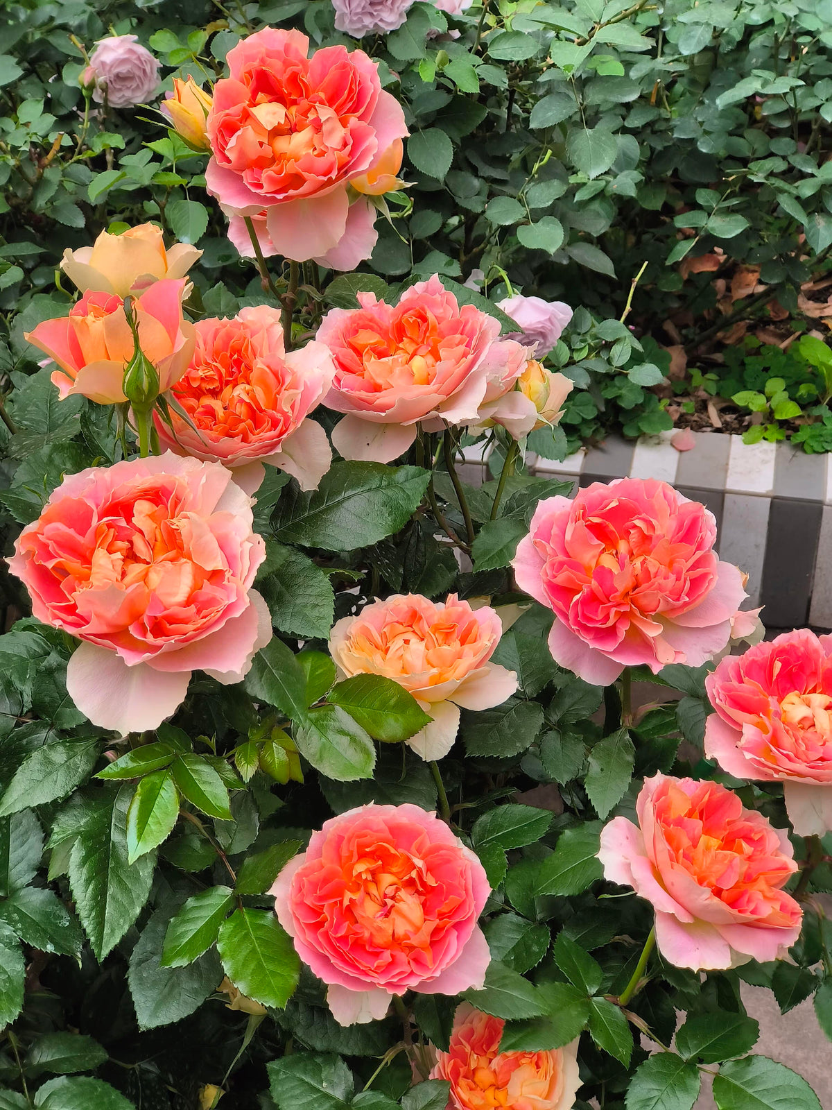 Rose 'Lanterne Citrouille' 南瓜灯笼