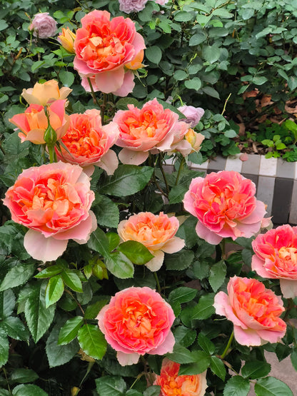 Rose 'Lanterne Citrouille' 南瓜灯笼