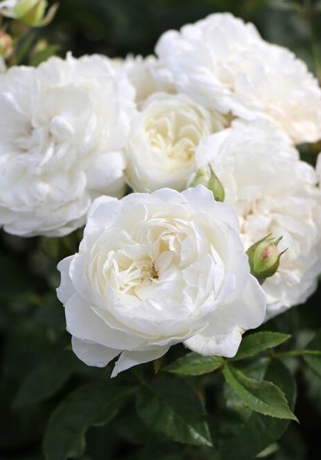 Rare Rose ’Trinity |トリニティ‘’ - New variety 2021 三位一体