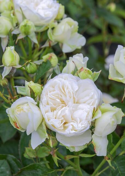 Rare Rose ’Trinity |トリニティ‘’ - New variety 2021 三位一体