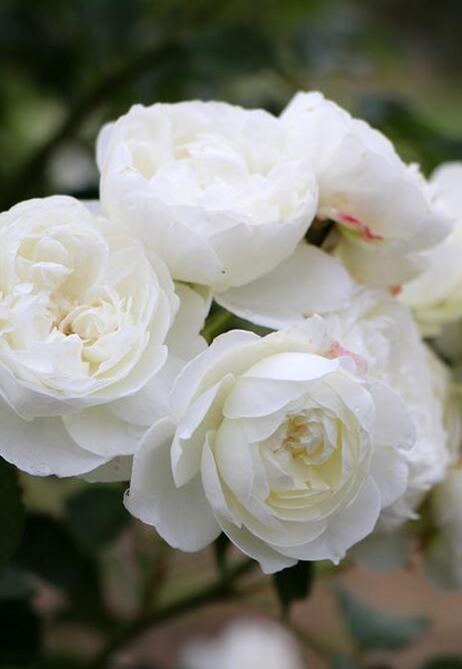 Rare Rose ’Trinity |トリニティ‘’ - New variety 2021 三位一体