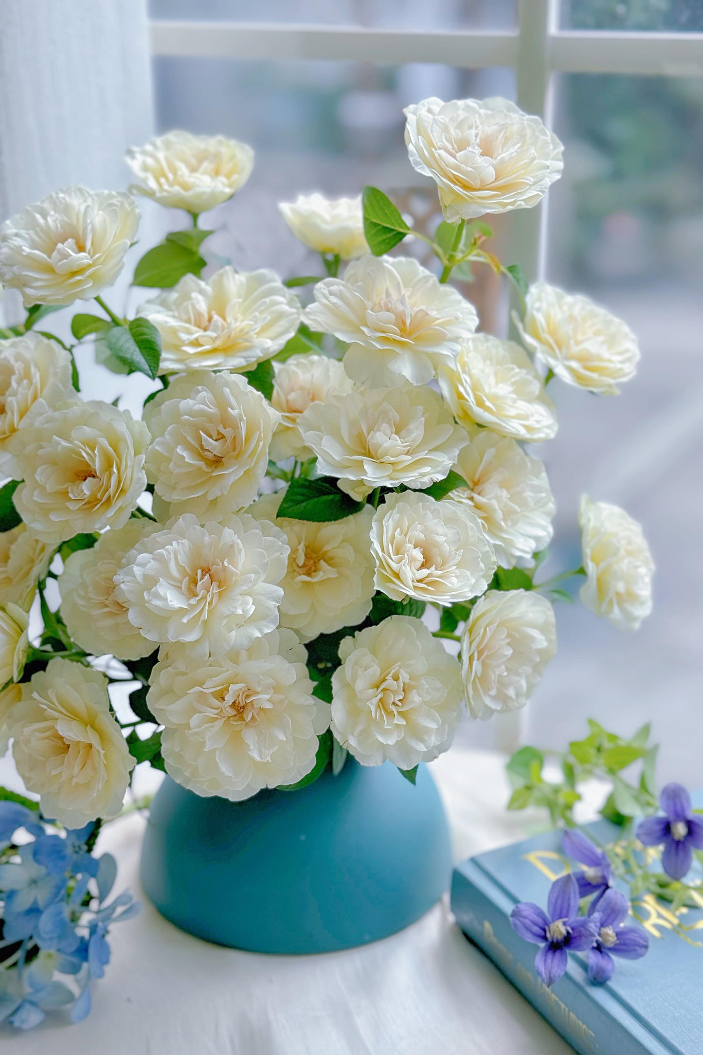 Rare Rose ’Trinity |トリニティ‘’ - New variety 2021 三位一体