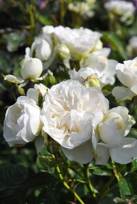 Rare Rose ’Trinity |トリニティ‘’ - New variety 2021 三位一体