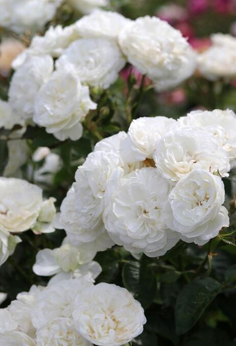 Rare Rose ’Trinity |トリニティ‘’ - New variety 2021 三位一体