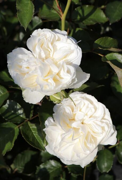 Rare Rose ’Trinity |トリニティ‘’ - New variety 2021 三位一体