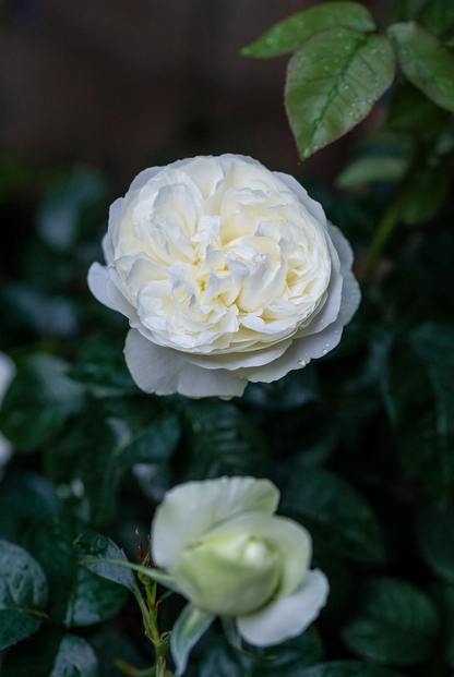 Rare Rose ’Trinity |トリニティ‘’ - New variety 2021 三位一体