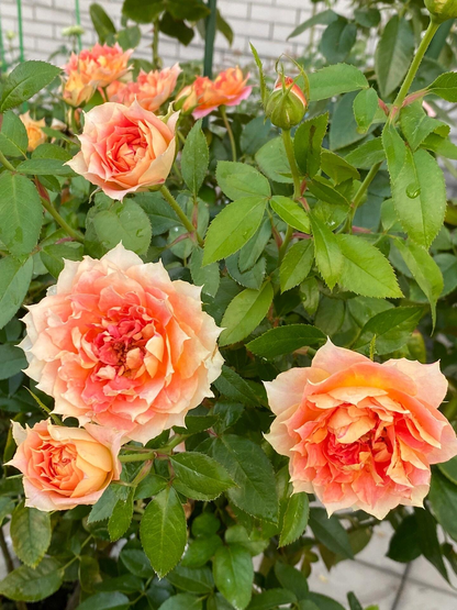 Rose 'Lanterne Citrouille' 南瓜灯笼