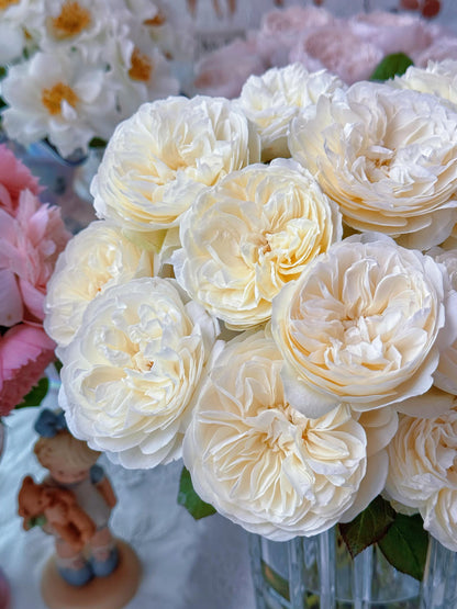 Rare Rose ’Trinity |トリニティ‘’ - New variety 2021 三位一体