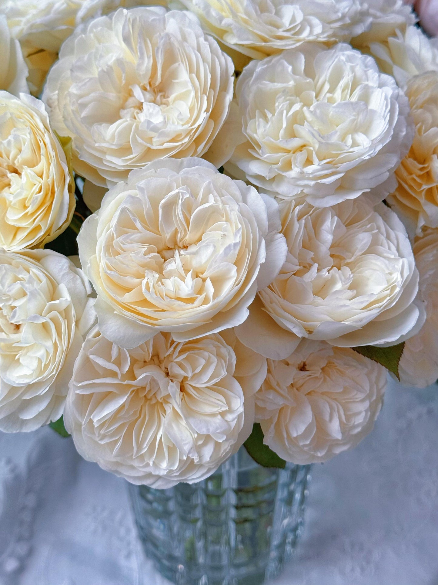 Rare Rose ’Trinity |トリニティ‘’ - New variety 2021 三位一体