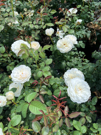 Rare Rose ’Trinity |トリニティ‘’ - New variety 2021 三位一体