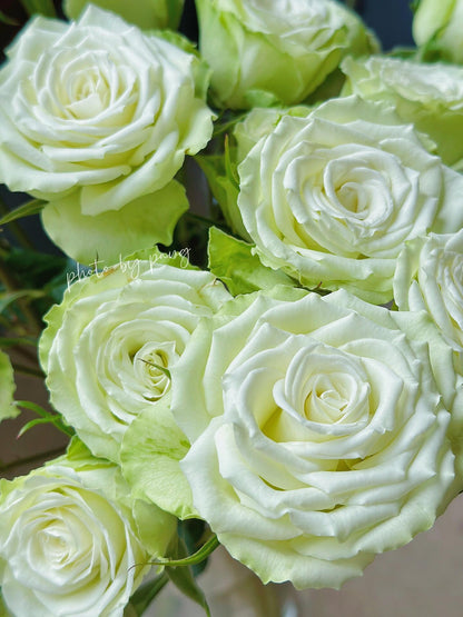 Rare Rose ‘ Mint Tea | ミントティー ‘ 薄荷茶 -