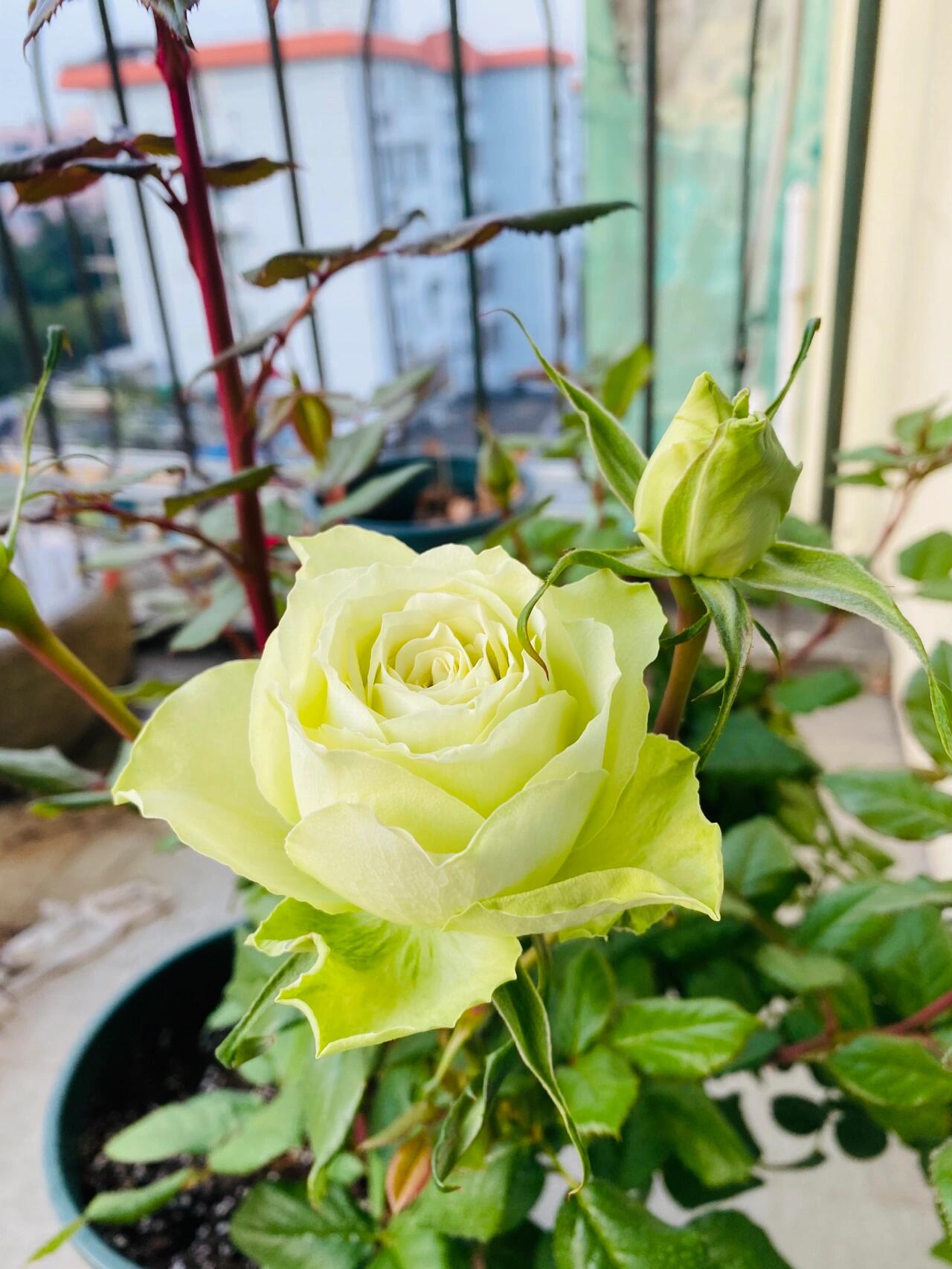 Rare Rose ‘ Mint Tea | ミントティー ‘ 薄荷茶 -