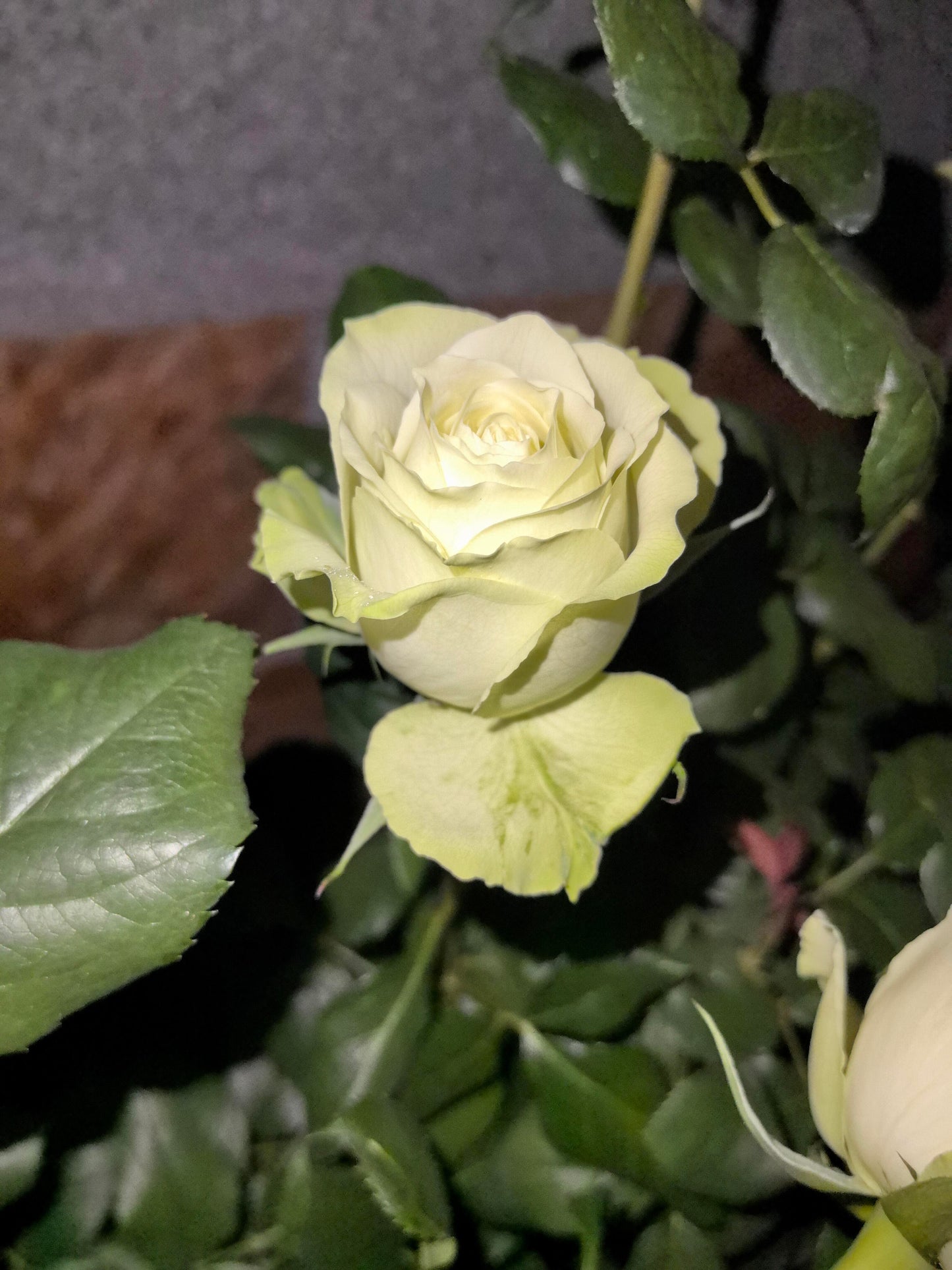 Rare Rose ‘ Mint Tea | ミントティー ‘ 薄荷茶 -