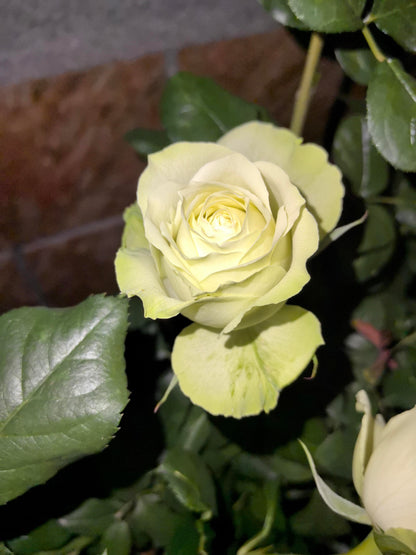 Rare Rose ‘ Mint Tea | ミントティー ‘ 薄荷茶 -