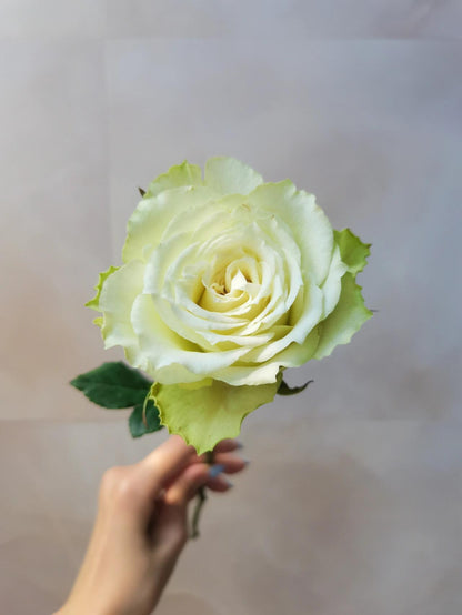 Rare Rose ‘ Mint Tea | ミントティー ‘ 薄荷茶 -