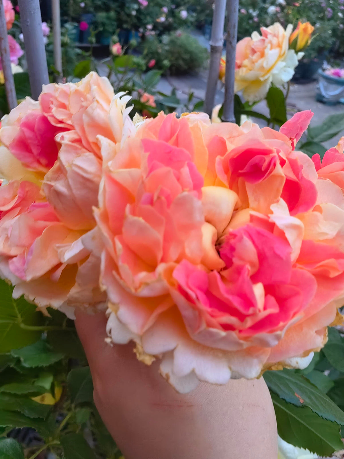 Rose 'Lanterne Citrouille' 南瓜灯笼