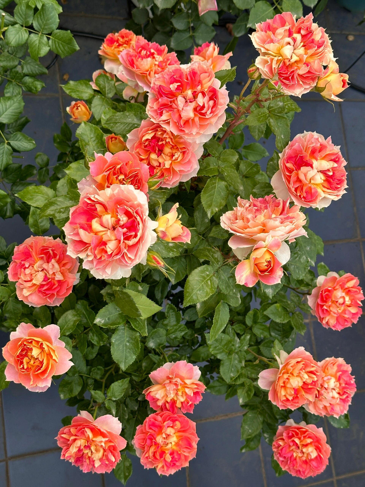 Rose 'Lanterne Citrouille' 南瓜灯笼