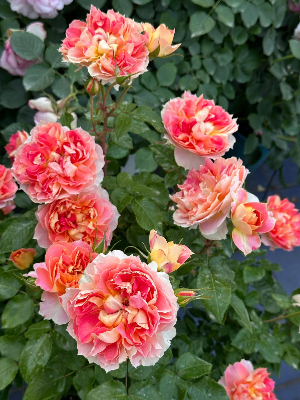 Rose 'Lanterne Citrouille' 南瓜灯笼