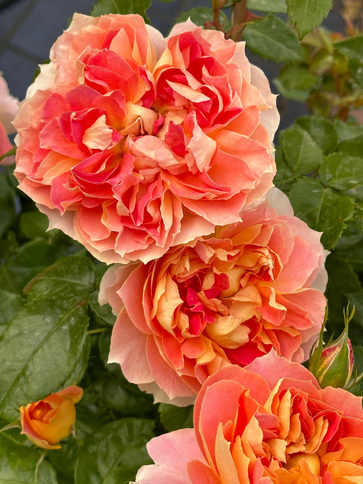 Rose 'Lanterne Citrouille' 南瓜灯笼
