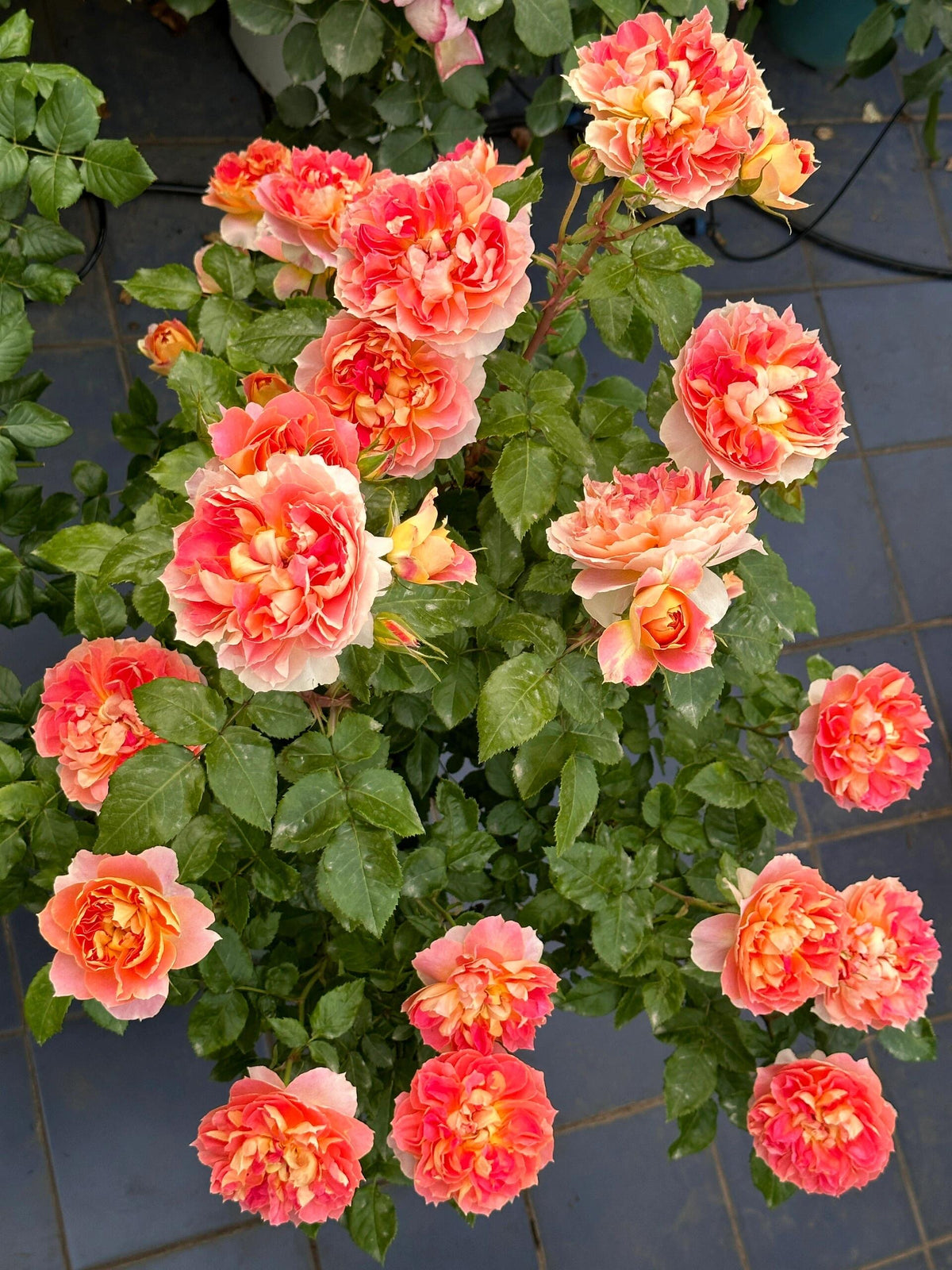 Rose 'Lanterne Citrouille' 南瓜灯笼