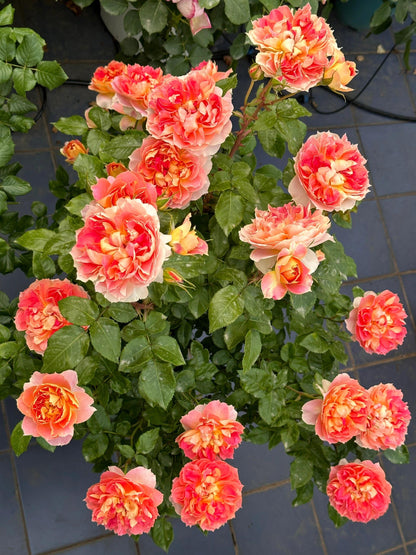 Rose 'Lanterne Citrouille' 南瓜灯笼