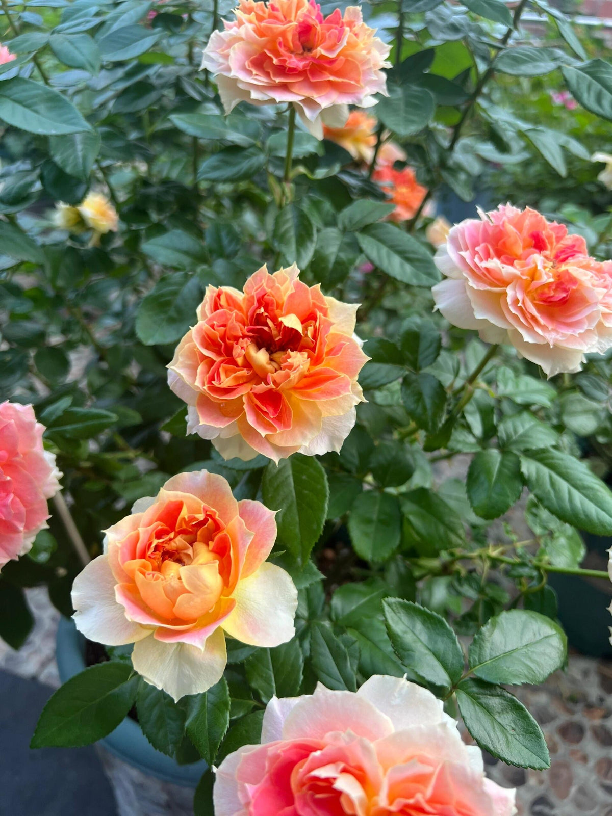 Rose 'Lanterne Citrouille' 南瓜灯笼