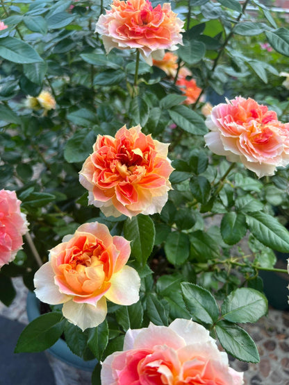 Rose 'Lanterne Citrouille' 南瓜灯笼