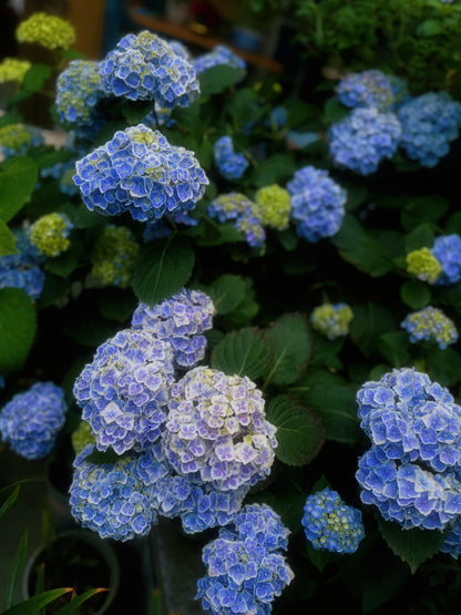 Rare Hydrangea【Mona Lisa｜モナリザ】蒙娜丽莎 绣球