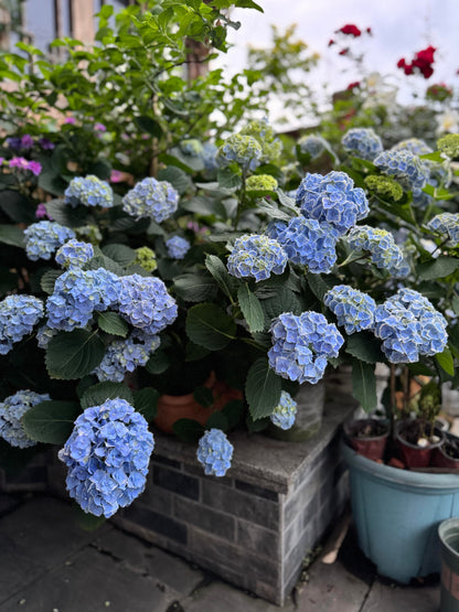 Rare Hydrangea【Mona Lisa｜モナリザ】蒙娜丽莎 绣球