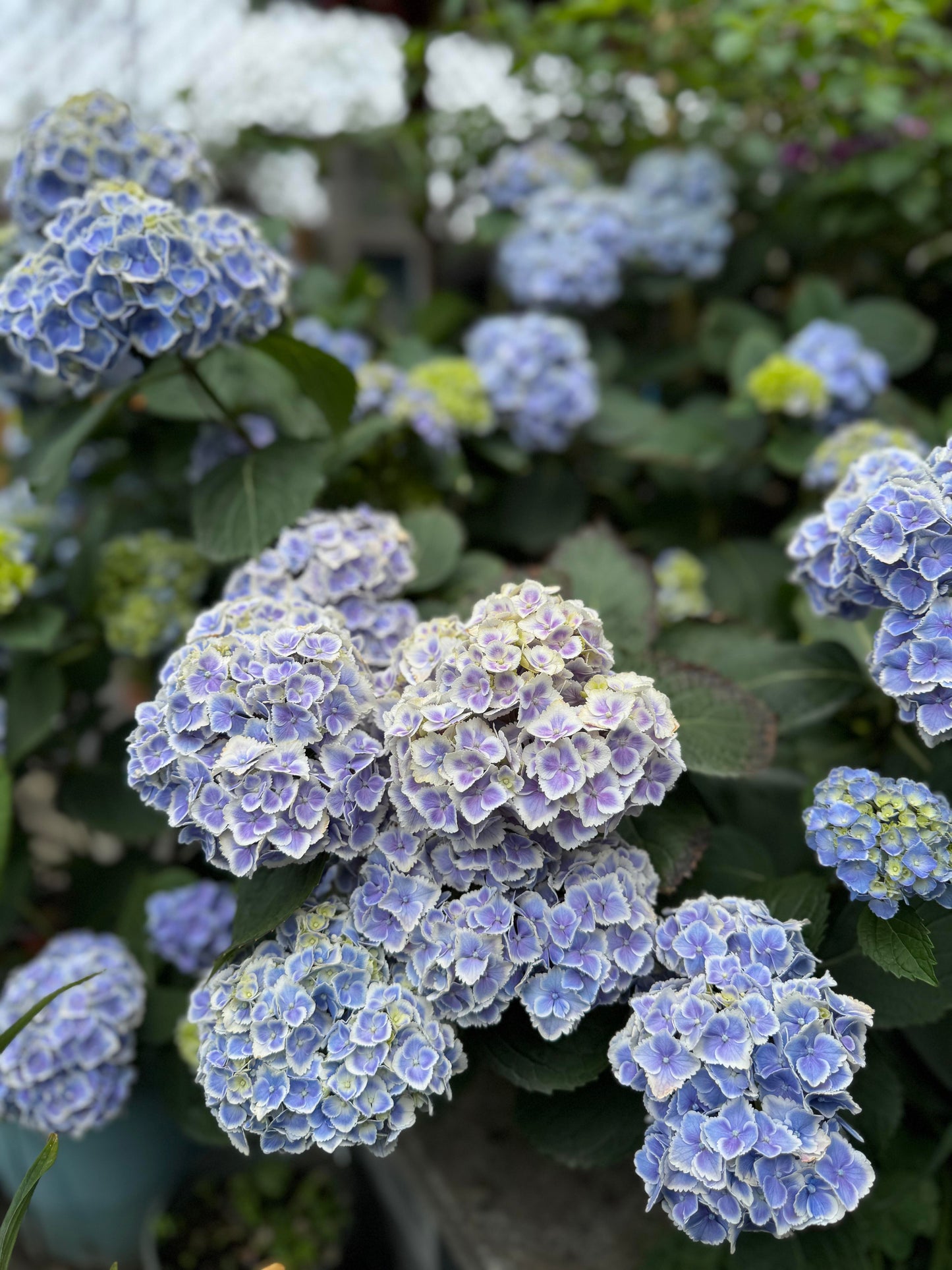 Rare Hydrangea【Mona Lisa｜モナリザ】蒙娜丽莎 绣球