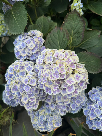 Rare Hydrangea【Mona Lisa｜モナリザ】蒙娜丽莎 绣球