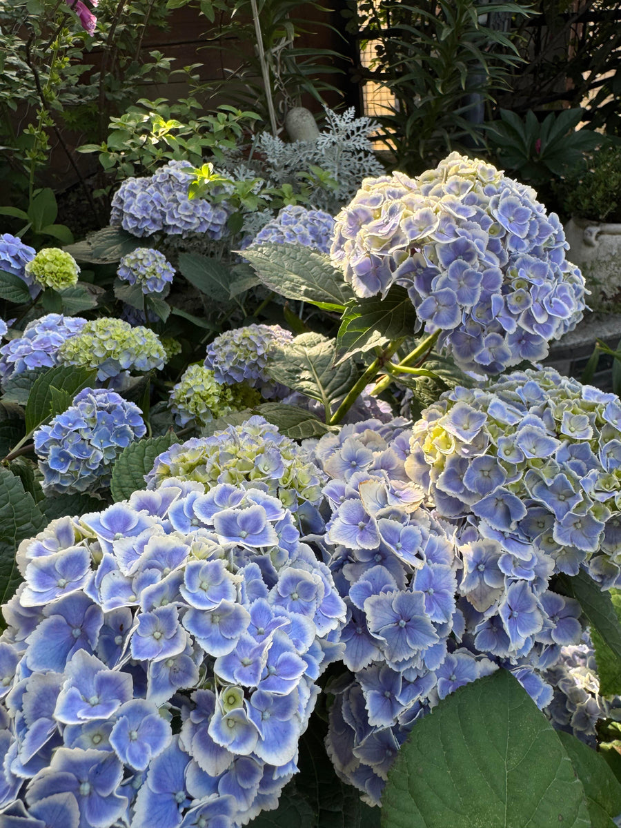 New Varieties