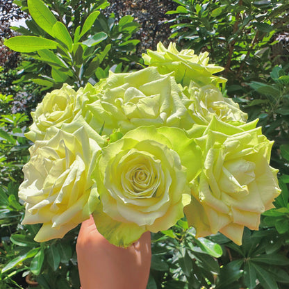 Rare Rose ‘ Mint Tea | ミントティー ‘ 薄荷茶 -