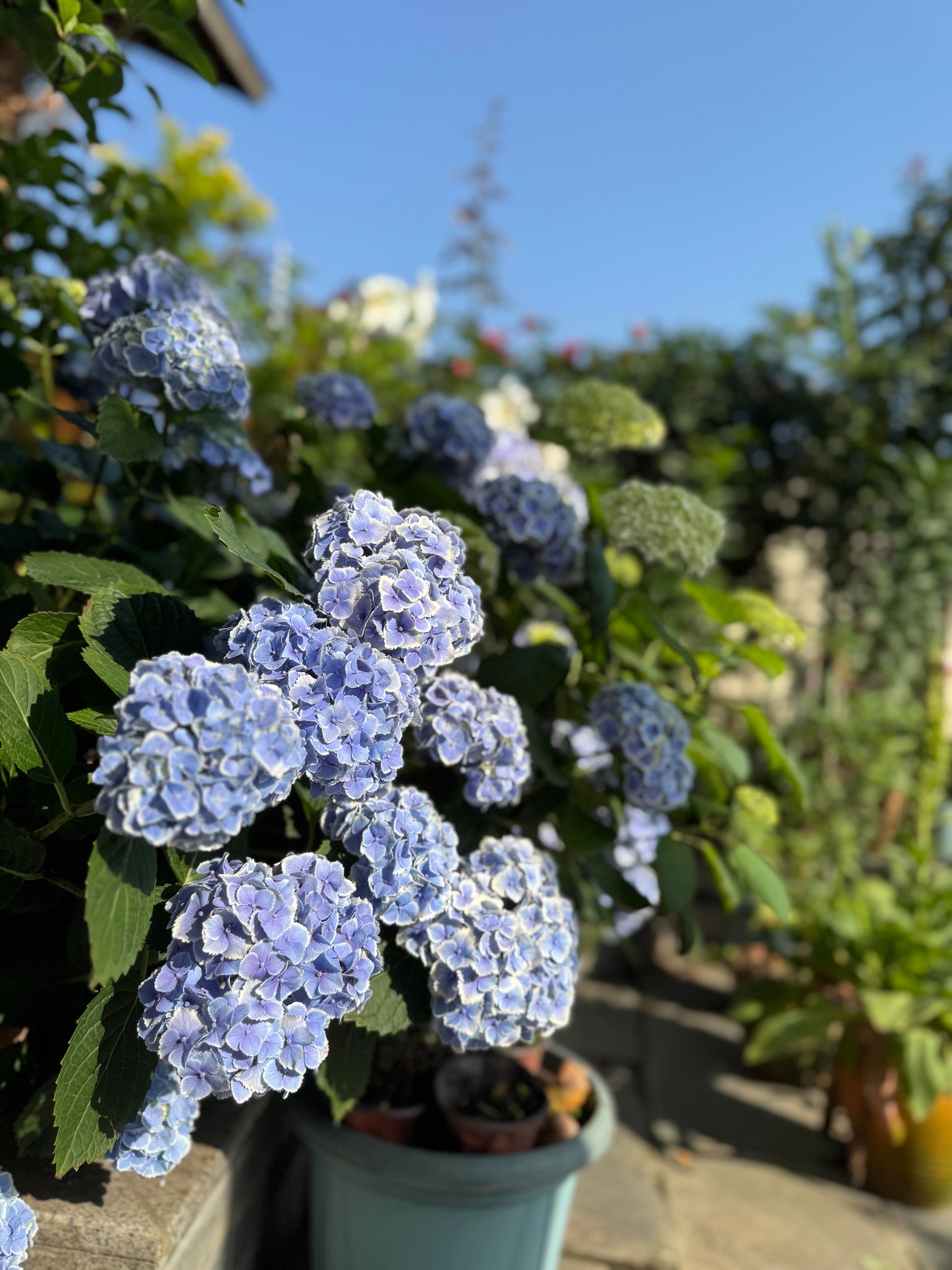 Rare Hydrangea【Mona Lisa｜モナリザ】蒙娜丽莎 绣球