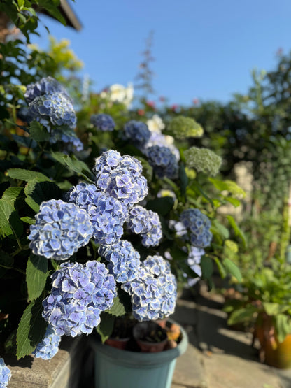 Rare Hydrangea【Mona Lisa｜モナリザ】蒙娜丽莎 绣球
