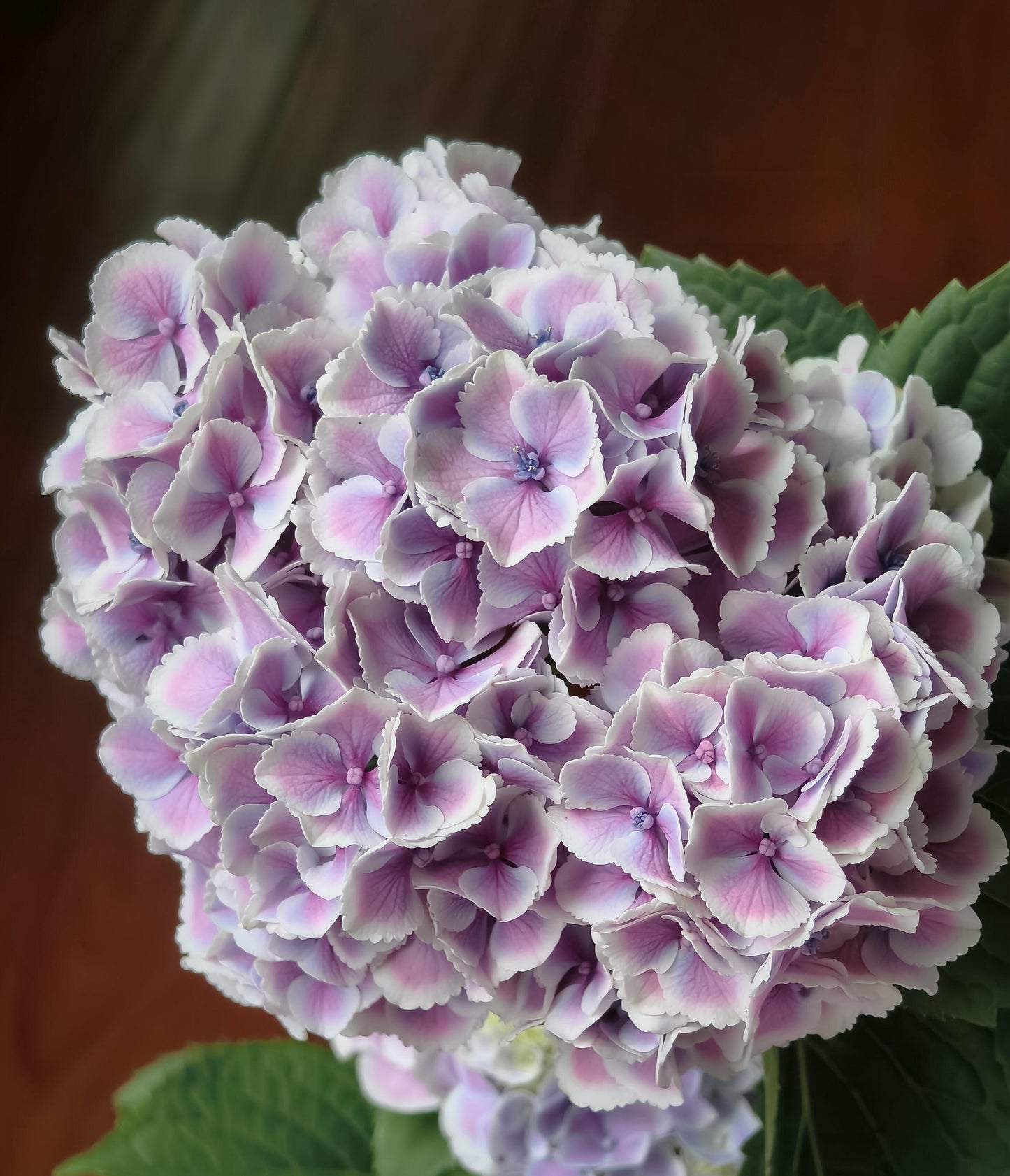 Rare Hydrangea【Mona Lisa｜モナリザ】蒙娜丽莎 绣球
