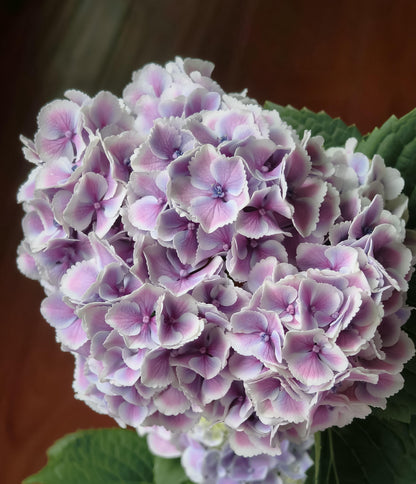 Rare Hydrangea【Mona Lisa｜モナリザ】蒙娜丽莎 绣球