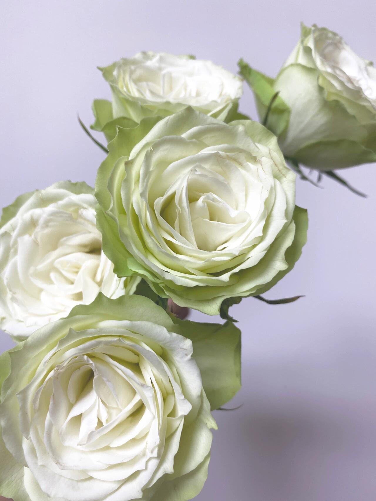 Rare Rose ‘ Mint Tea | ミントティー ‘ 薄荷茶 -