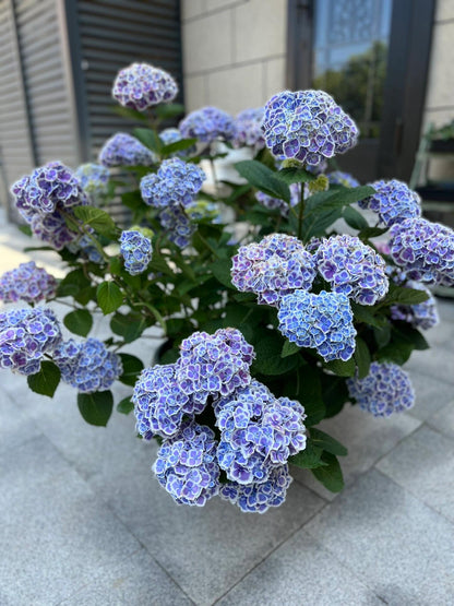 Rare Hydrangea【Mona Lisa｜モナリザ】蒙娜丽莎 绣球