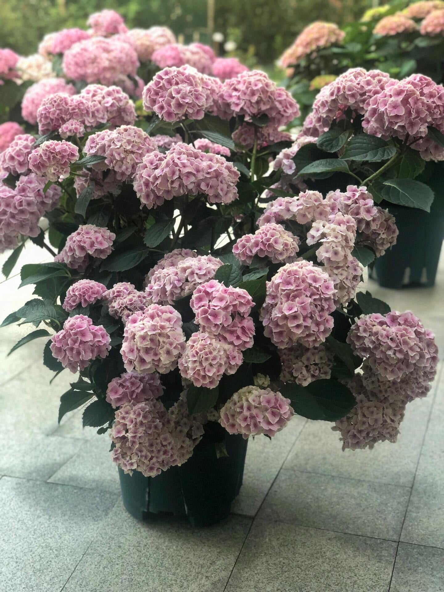 Rare Hydrangea【Mona Lisa｜モナリザ】蒙娜丽莎 绣球