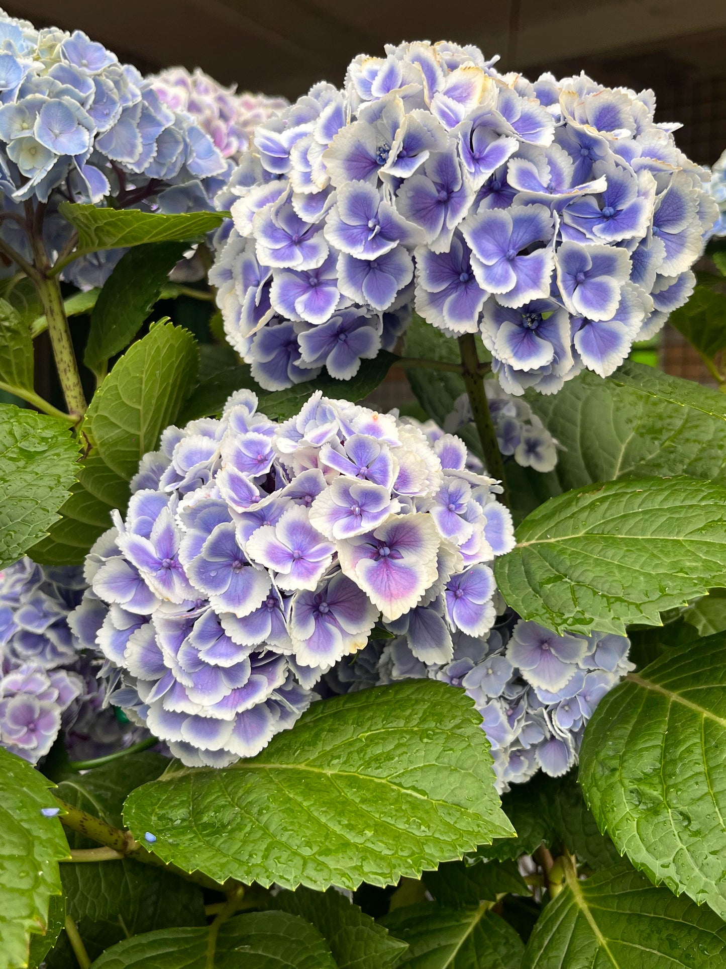 Rare Hydrangea【Mona Lisa｜モナリザ】蒙娜丽莎 绣球