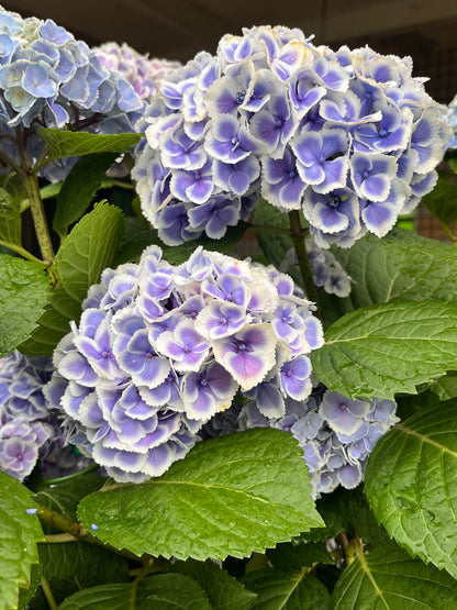 Rare Hydrangea【Mona Lisa｜モナリザ】蒙娜丽莎 绣球