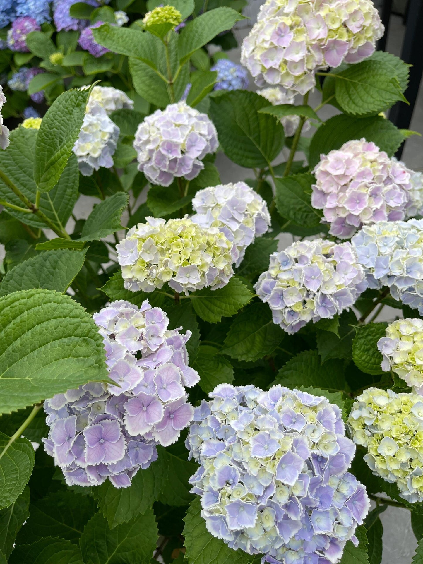 Rare Hydrangea【Mona Lisa｜モナリザ】蒙娜丽莎 绣球
